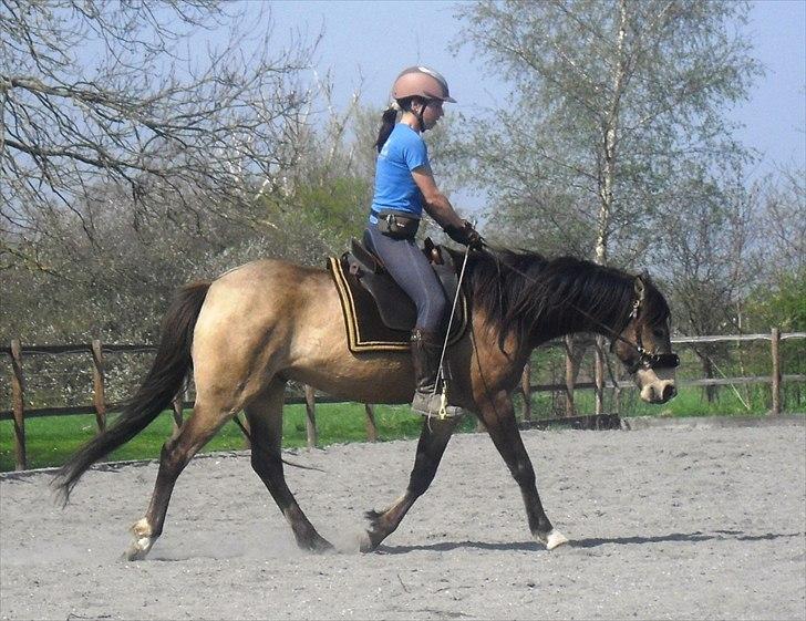 Welsh Partbred (Sec F) Aastrupsgaards Stardust billede 5