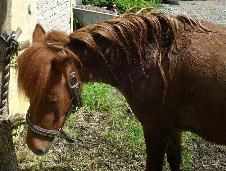 Anden særlig race Tøsen - 30/5-2011 billede 2