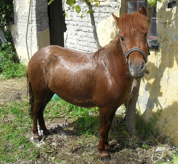 Anden særlig race Tøsen - smukke rene tøsen :o) 30/5-2011 billede 1