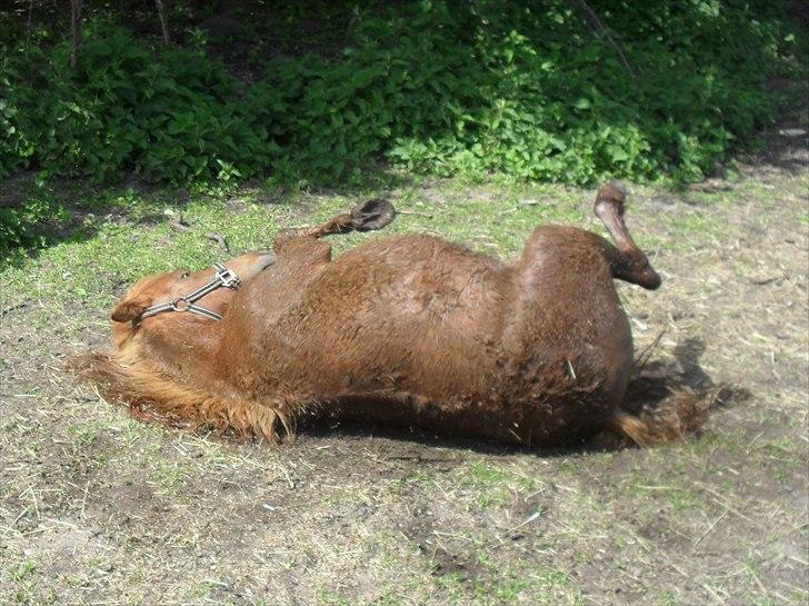 Anden særlig race Tøsen - skal lige tørres efter sit bad 30/5-2011 billede 4
