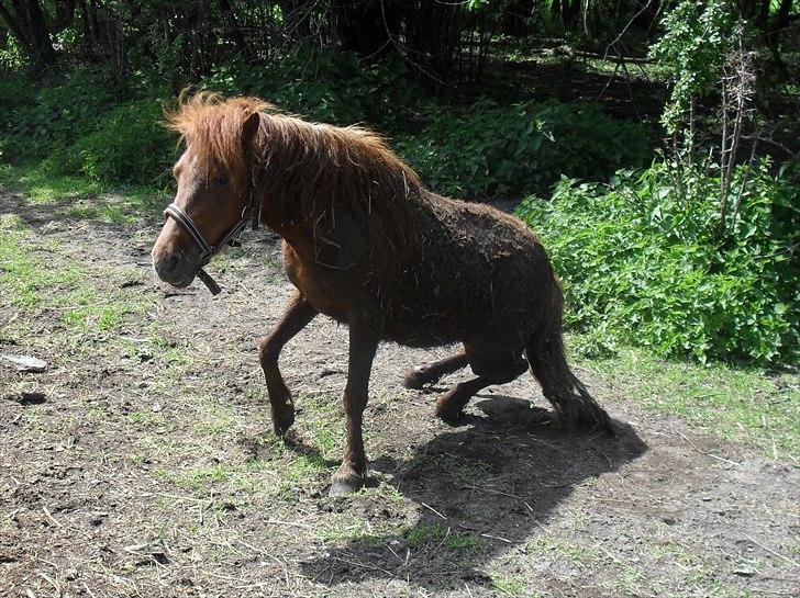 Anden særlig race Tøsen - så er jeg dejlig beskidt igen 30/5-2011 billede 5