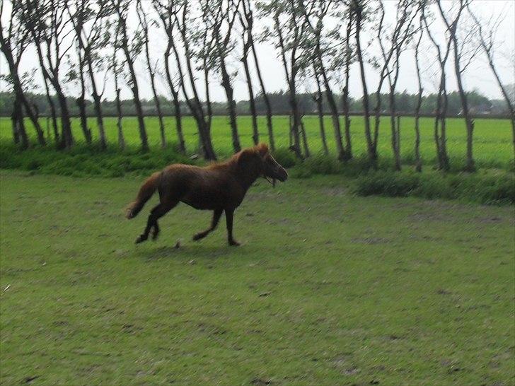 Anden særlig race Tøsen - 30/5-2011 billede 11