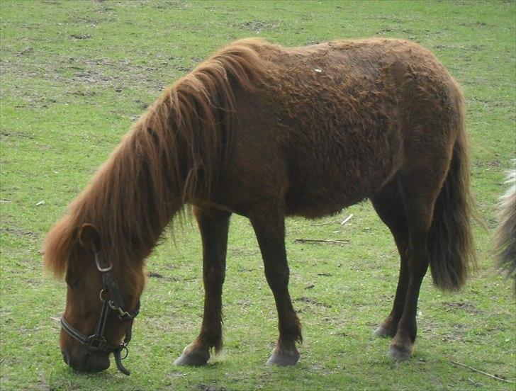 Anden særlig race Tøsen - 30/5-2011 billede 12