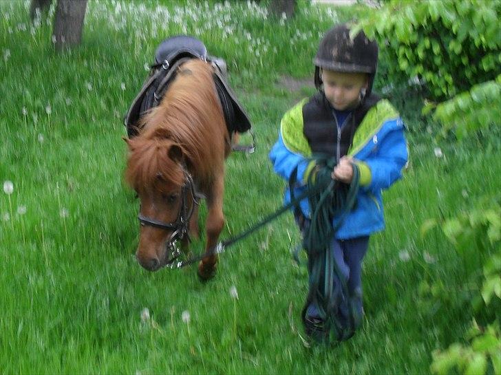 Anden særlig race Tøsen - 31/5-2011 billede 14