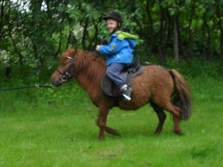 Anden særlig race Tøsen - 31/5-2011 billede 17