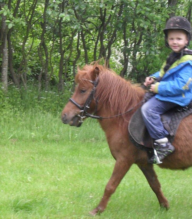 Anden særlig race Tøsen - første gang zean rider uden tov 31/5-2011 billede 18