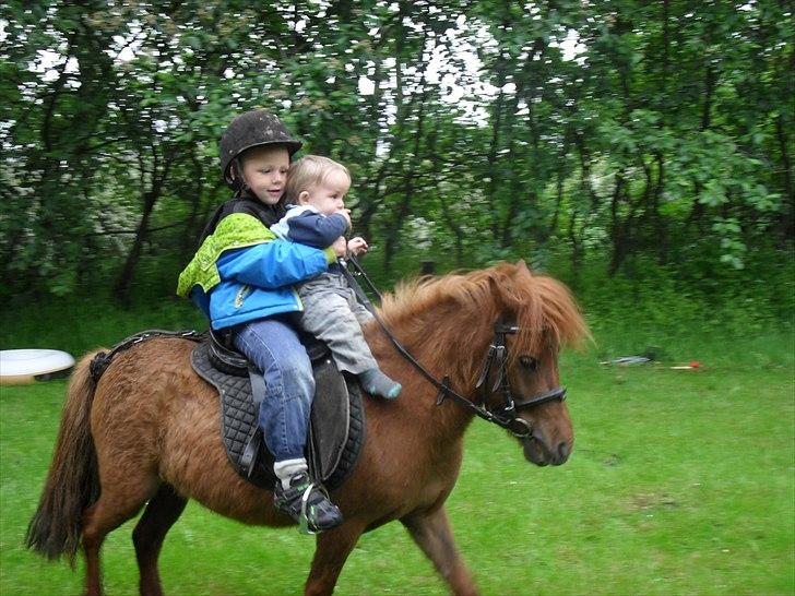 Anden særlig race Tøsen - Zean, Tøsen og Sebastian de er så dygtige :o) 31/5-2011 billede 20