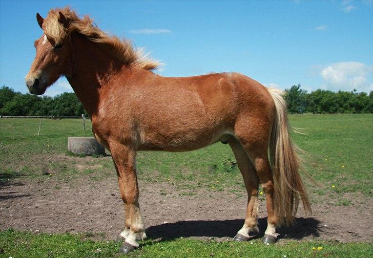 Islænder Sindri fra Teigar billede 13