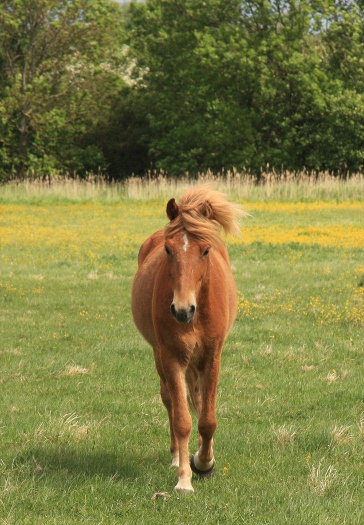 Islænder Sindri fra Teigar billede 14