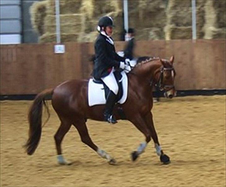 Welsh Partbred (Sec F) Officer W- B-pony - stævne tjærborg vandt klassen.  billede 3