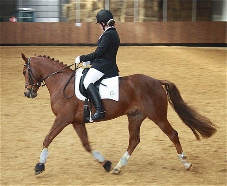 Welsh Partbred (Sec F) Officer W- B-pony - stævne tjæreborg vandt klassen. billede 10