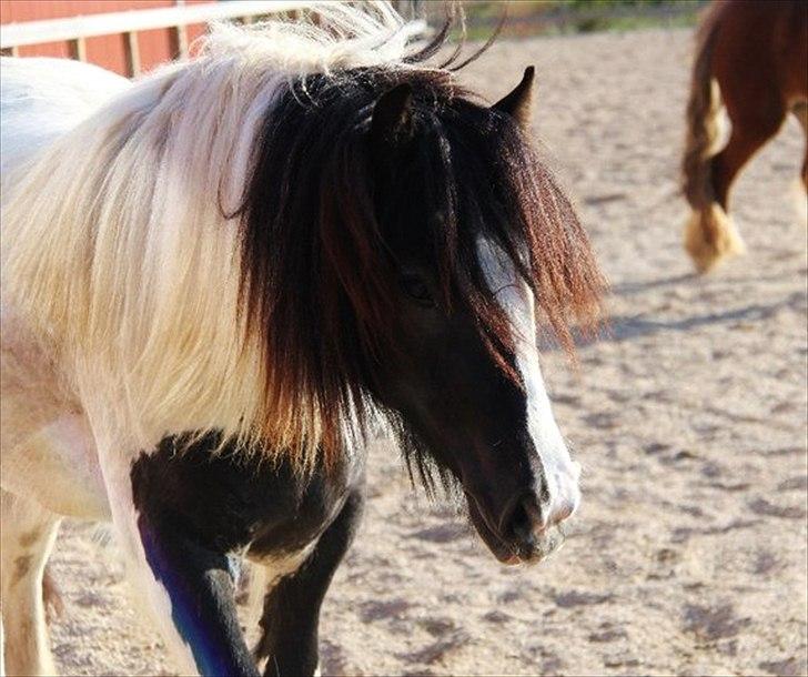 Tinker Lady Harmonie<3 (træner) - Min smukke prinsesse <3 billede 18