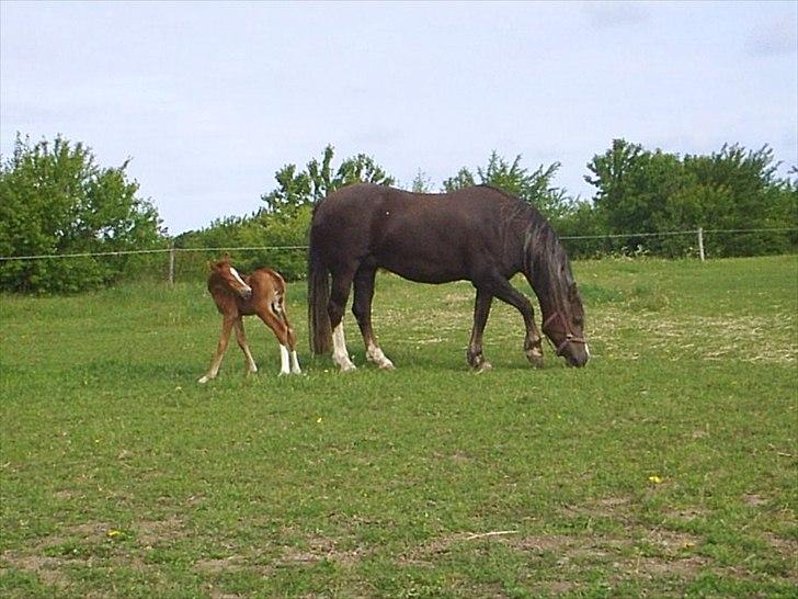 Welsh Cob (sec D) De Busies Present Perfect billede 19