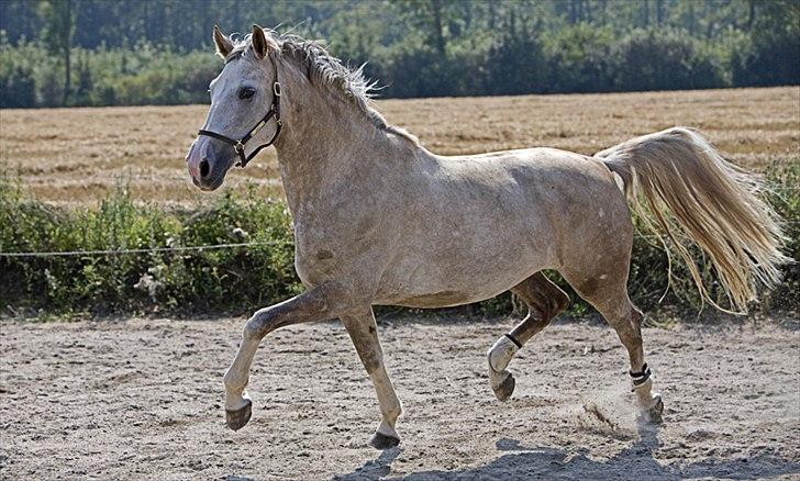 Anden særlig race Deva billede 8