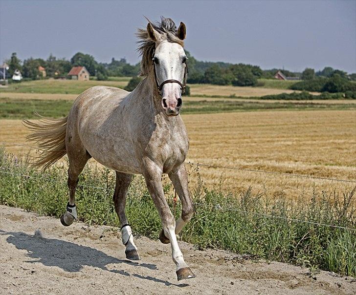 Anden særlig race Deva billede 9