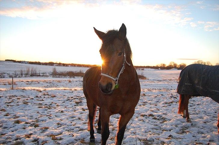 Anden særlig race Chelitta billede 1