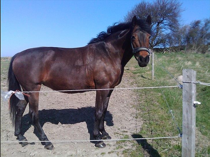 Anden særlig race Chelitta billede 2