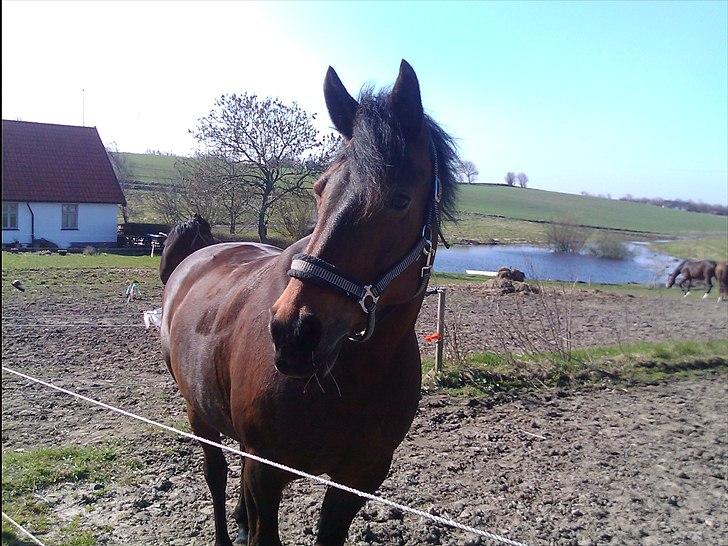 Anden særlig race Chelitta billede 3