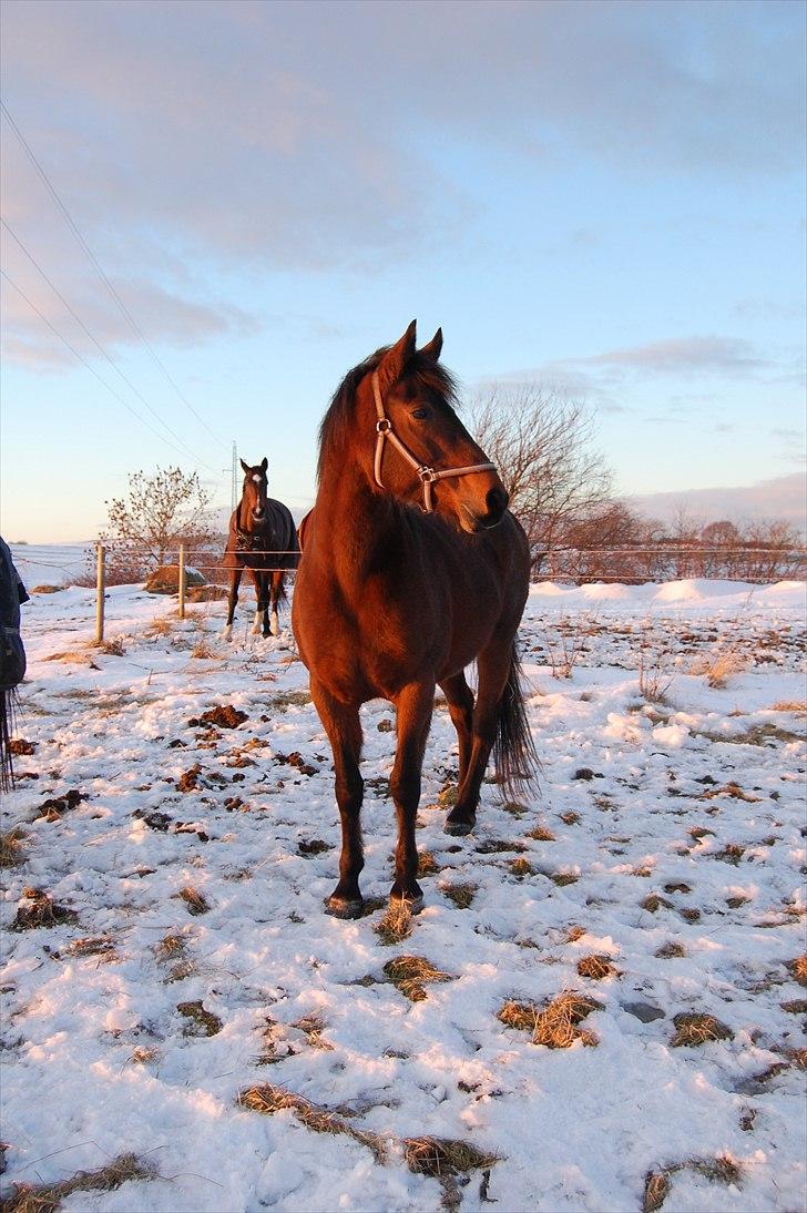 Anden særlig race Chelitta billede 4