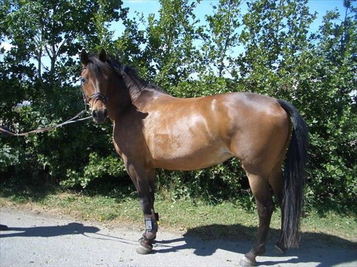 Anden særlig race Chelitta billede 5