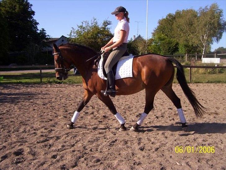 Anden særlig race Chelitta billede 6