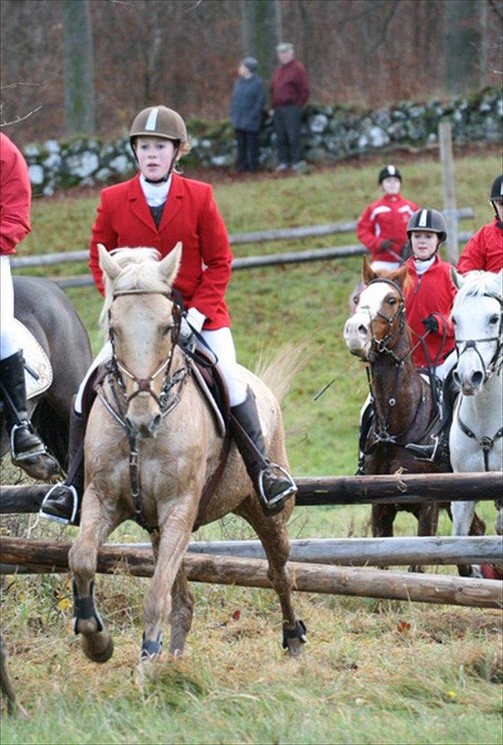 Palomino Bornhorse Pelle - Hubertus 2010 billede 15