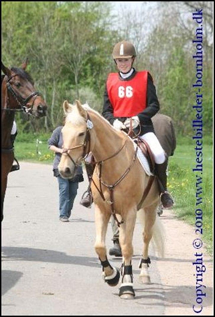 Palomino Bornhorse Pelle - military billede 17