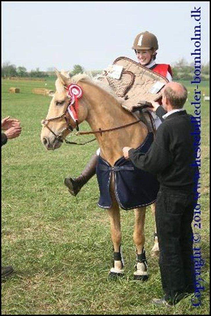 Palomino Bornhorse Pelle - vundet military billede 2