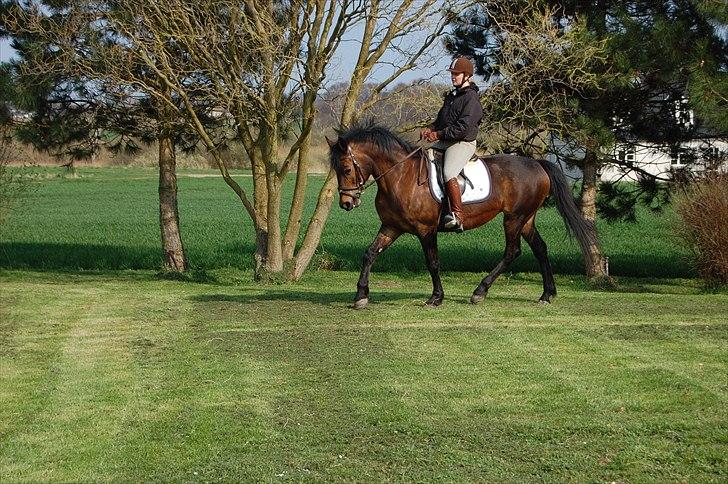 Anden særlig race Chelitta billede 8