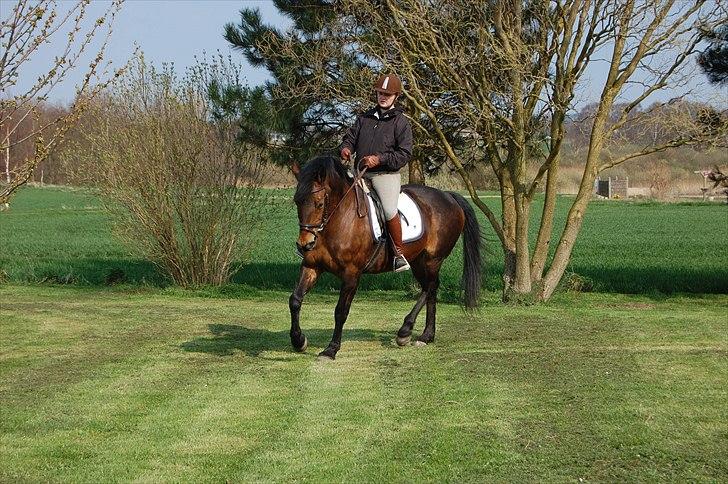 Anden særlig race Chelitta billede 9