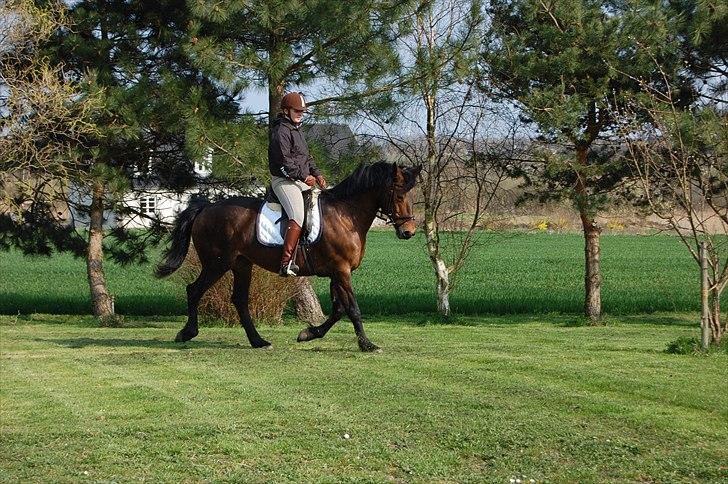 Anden særlig race Chelitta billede 10
