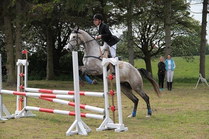 Trakehner Kaukasus - Næstved CNC90 2011 billede 9