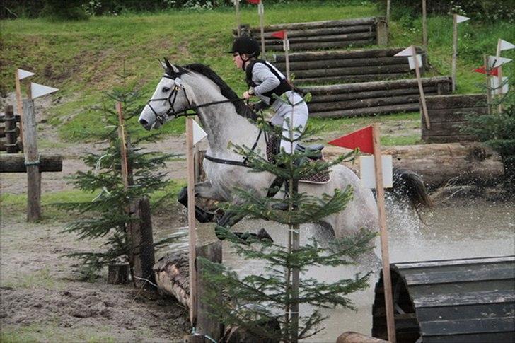 Trakehner Kaukasus - Næstved CNC90 2011 billede 12