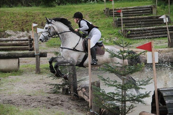 Trakehner Kaukasus - Næstved CNC90 2011 billede 13