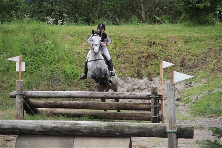 Trakehner Kaukasus - Næstved CNC90 2011 billede 14