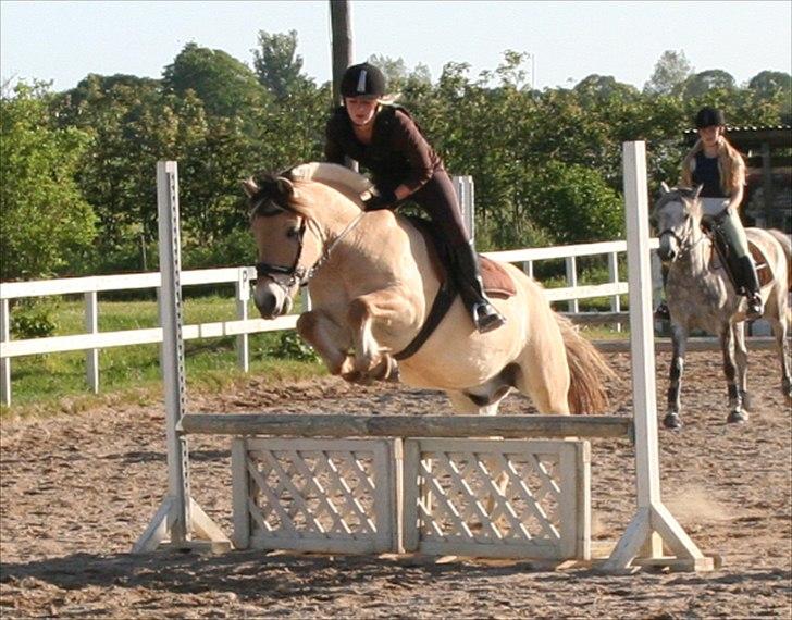 Fjordhest Frede - Ørerne helt fremme, det er bestemt sjovt at springe! billede 1