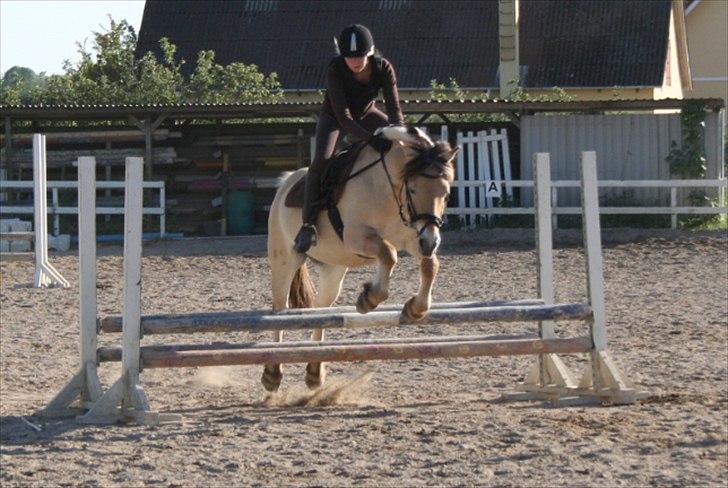 Fjordhest Frede billede 2