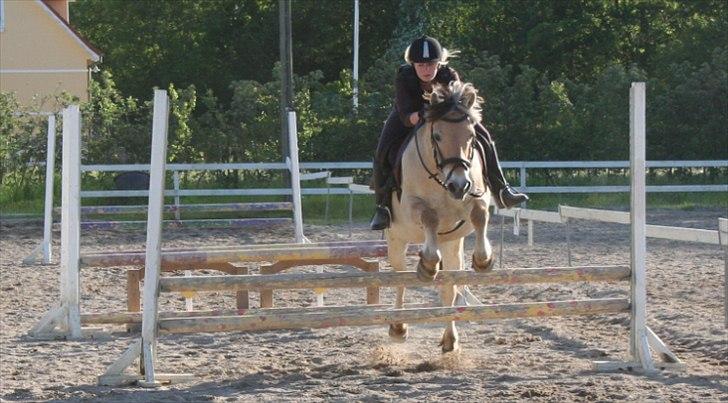 Fjordhest Frede billede 3