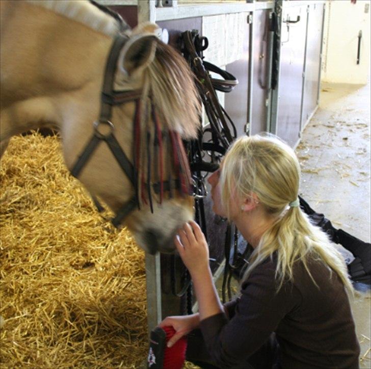 Fjordhest Frede - Nusse Nusse efter en god springtime. billede 4