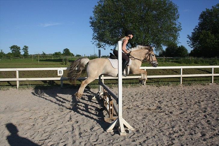 Fjordhest Frede - 5. gang jeg springer på Frede OX billede 5
