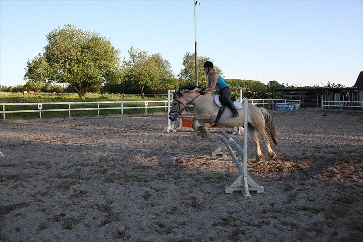 Fjordhest Frede billede 6