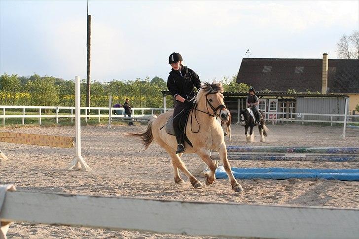 Fjordhest Frede billede 8