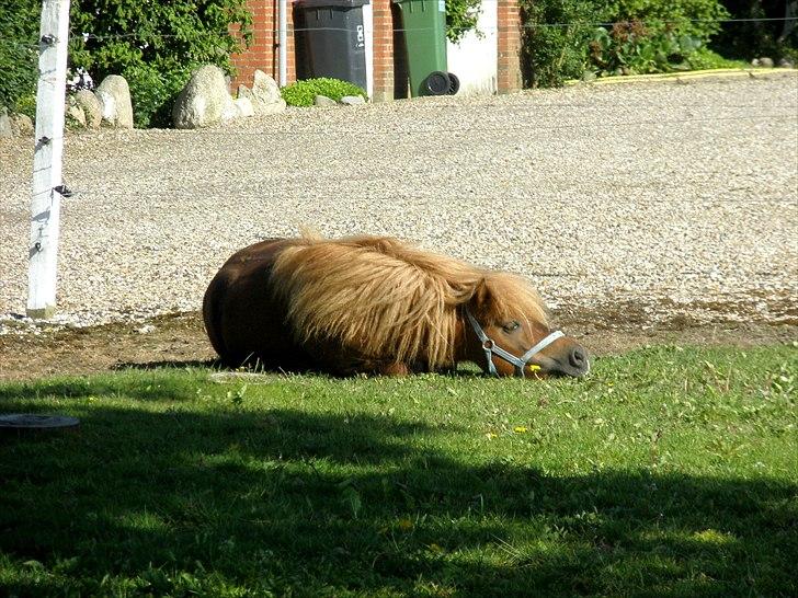 Shetlænder boris R.I.P :'( billede 1