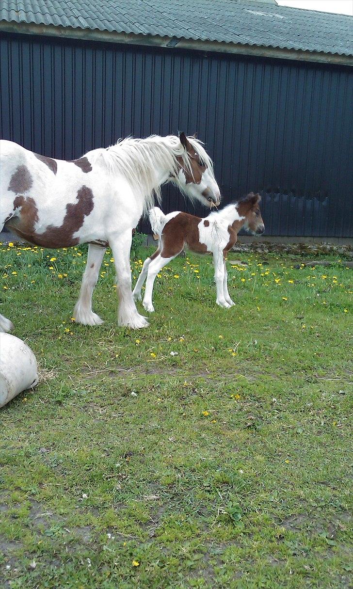 Irish Cob freja - den lille nye hoppe føl her er hun en måned gammel og freja er tydligt en stolt mor billede 16