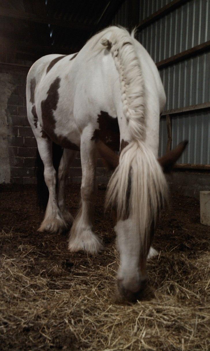 Irish Cob freja - så er håret sat , så lille følle ikke sutter det i stykker billede 15