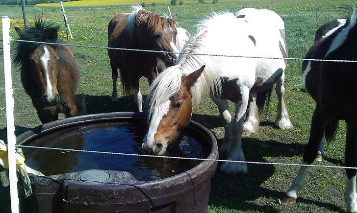 Irish Cob freja billede 17