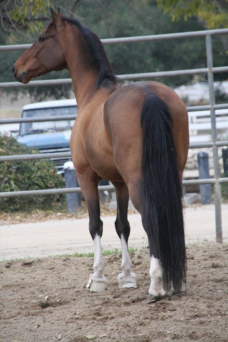 Engelsk Varmblod Flexness - Den smukkeste Flexness billede 1