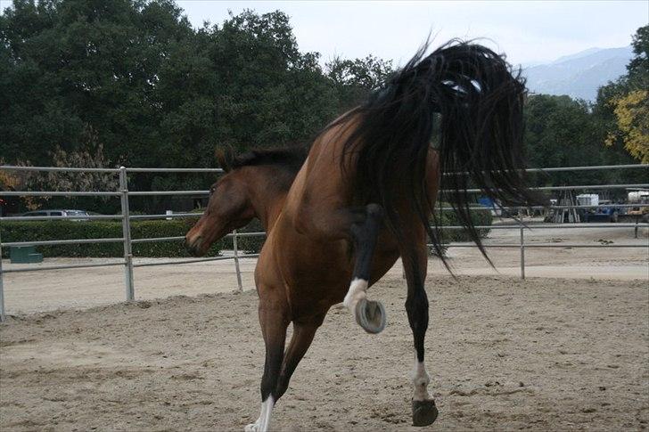 Engelsk Varmblod Flexness billede 2