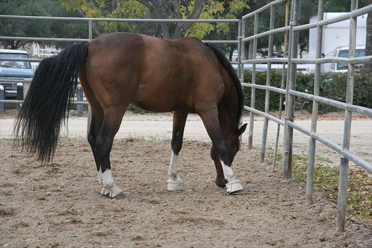 Engelsk Varmblod Flexness billede 3