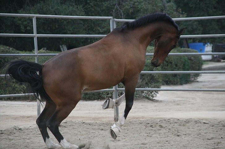 Engelsk Varmblod Flexness billede 4